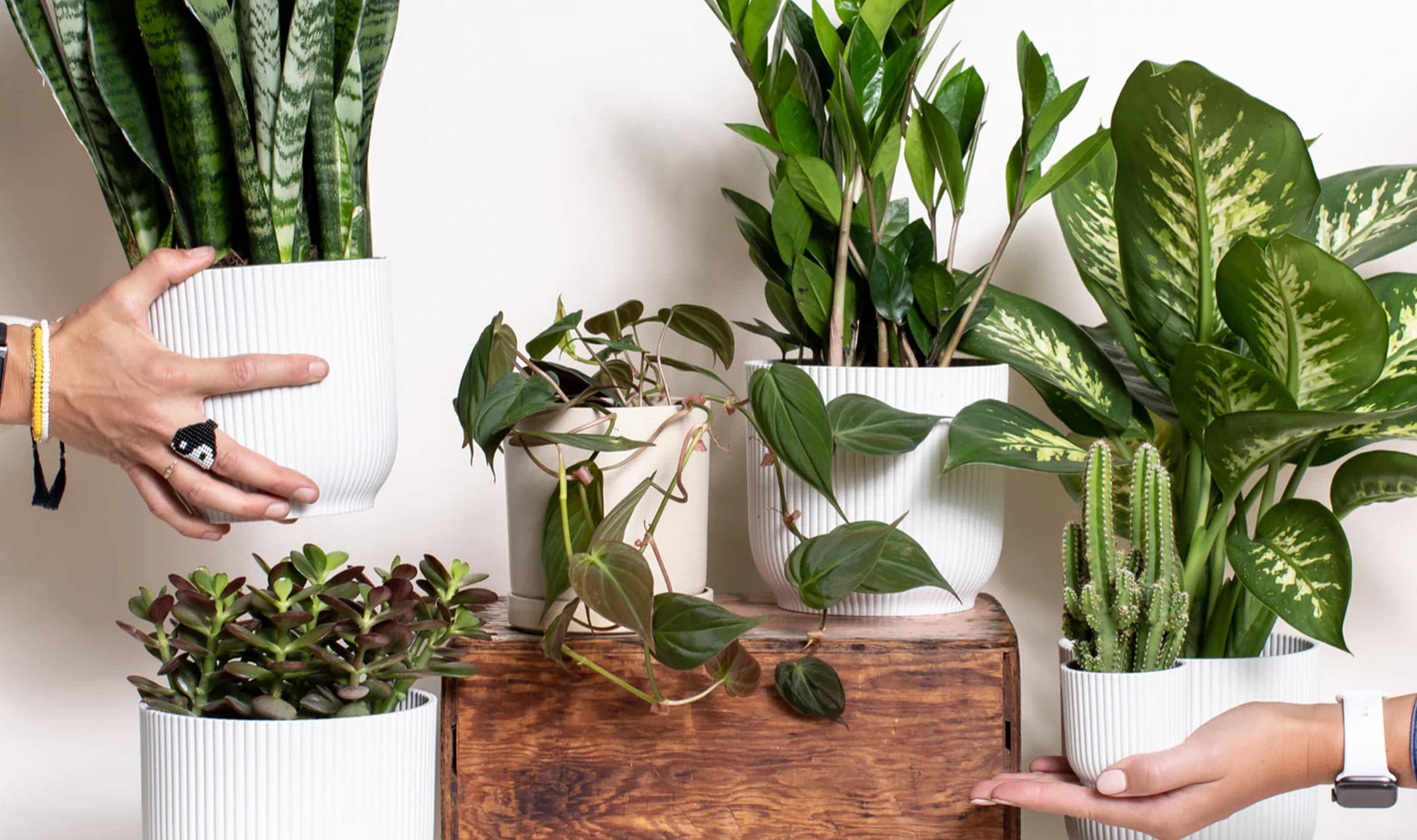Foli chooses typeof as their Shopify development partner in Burlington.