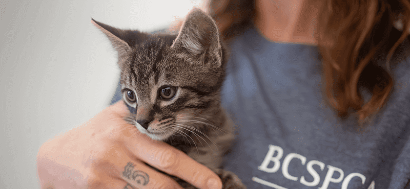 BCSPCA, a not for profit, chooses typeof as their web development and Shopify partner in Vancouver, British Columbia.