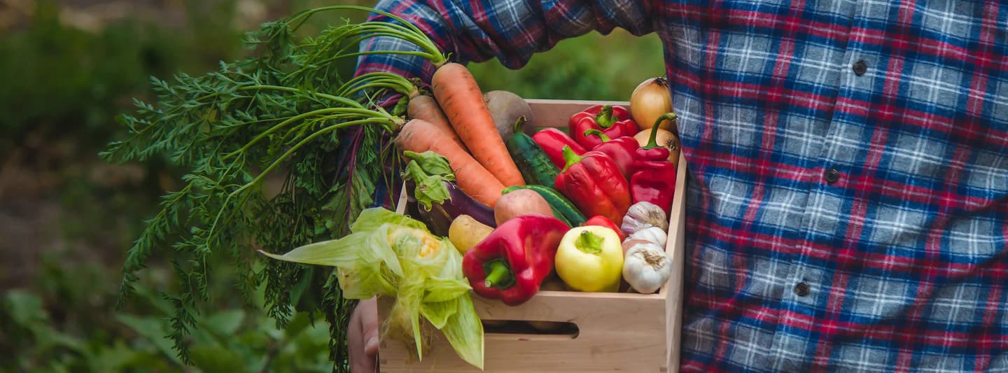 Stokes Seeds chooses typeof as their Shopify Plus development partner.